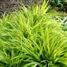 Hakonechloa macra  'All Gold'