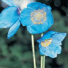 Meconopsis betonicifolia