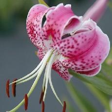 Lilium speciosum