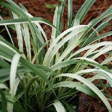 Liriope muscari  'Okina'