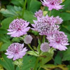 Astrantia major  'Rosea'