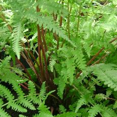 Athyrium filix-femina  'Lady In Red'