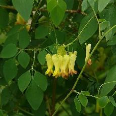 Dactylicapnos scandens