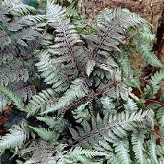 Athyrium niponicum  'Red  Beauty'