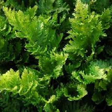 Polypodium cambricum  'Pulcherrimum Addison'