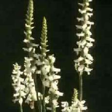 Spiranthes cernua f. odorata  'Chadds Ford'