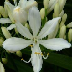 Agapanthus  'Sea Foam'