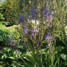 Camassia leichtlinii