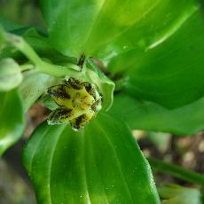 Disporopsis fuscopicta