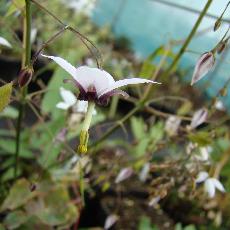 Epimedium fargesii