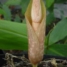 Amorphophallus napalensis