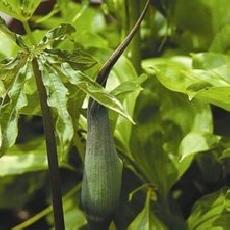 Arisaema exapendiculatum