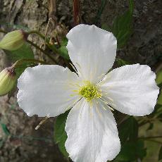 Clematis  'Spooneri'