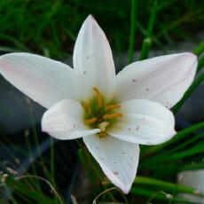 Zephyranthes candida