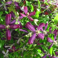 Clematis  'Sweet Summer love®'