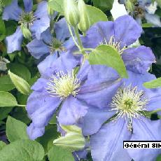 Clematis  'Général Sikorski'