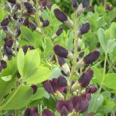 Baptisia  'Twilight prairy blue'