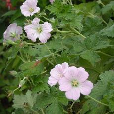 Geranium  'Dreamland'