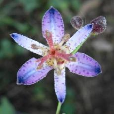 Tricyrtis lasiocarpa