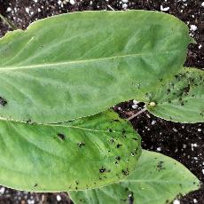 Pinellia cordata  'Green Form'