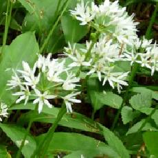 Allium ursinum