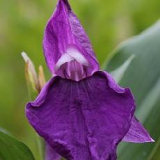 Roscoea auriculata