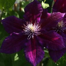 Clematis  'Julka'