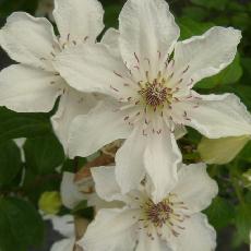 Clematis  'Destiny'