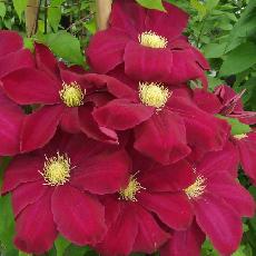 Clematis  'Hoshi no flamenco'