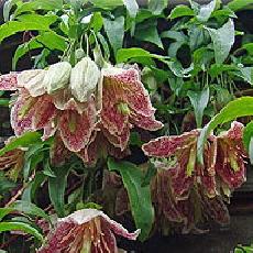 Clematis cirrhosa  'Advent Bells'