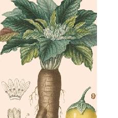 Mandragora officinarum