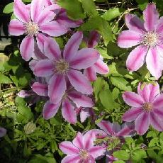 Clematis  'Bees Jubilee'