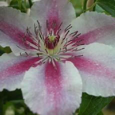 Clematis  'Darius'