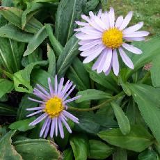 Aster koraiensis