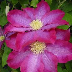 Clematis  'Pink Champagne = Kakio'