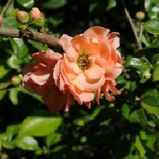 Chaenomeles thibetica