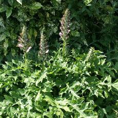 Acanthus spinosus