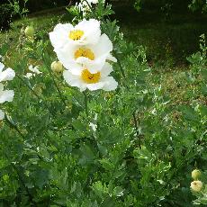 Romneya coulteri
