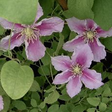 Clematis  'Piilu'