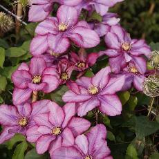 Clematis  'Paradiso ® Zo 11154'