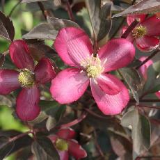 Clematis montana  'Van Gogh'