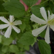 Clematis  'Summer Snow'