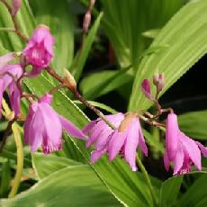 Bletilla striata