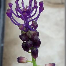 Muscari comosum