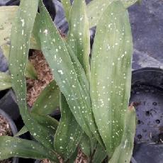 Aspidistra elatior var. vietnamiensis