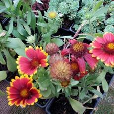 Gaillardia x grandiflora  'Arizona Red Shades'