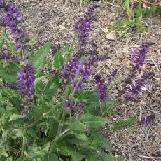 Salvia forsskaolei