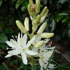 Camassia leichtlinii  'Sacajawea'