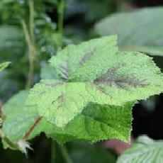 Rubus setchuenensis