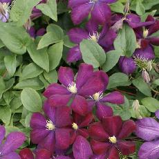 Clematis  'Voluceau'
